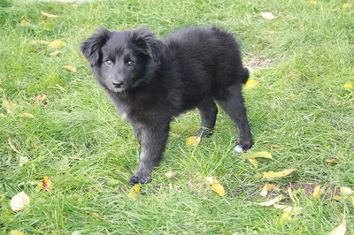 ERIKA Riki entzückendes Welpenmädchen, Mischling Welpen - Hündin