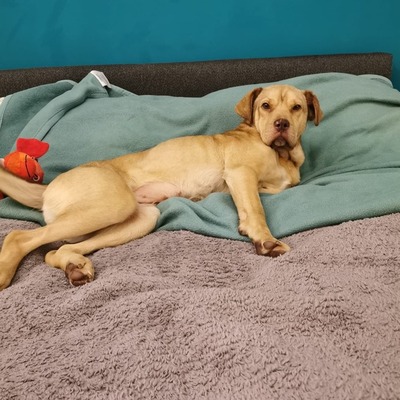 ESMIA, mischling - Hündin