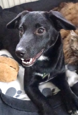 ESTELA fröhliches Welpenmädchen, Mischling - Hündin