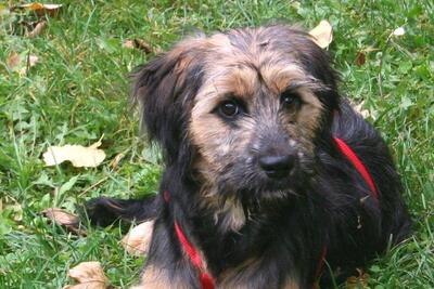 ESTELLA Welpenmädchen, Mischling - Hündin