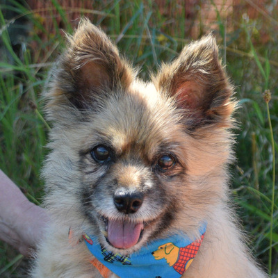 ESTRELLA - Linares - NOTFALL!!!, Mischling - kastriert - Hündin