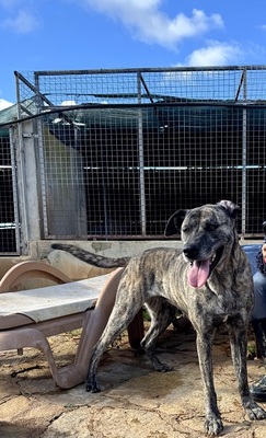 ESTRELLA V70, Mischling - Hündin