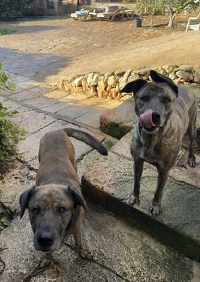 ESTRELLA V70, Mischling - Hündin