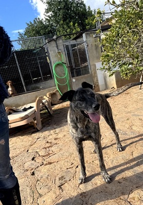 ESTRELLA V70, Mischling - Hündin