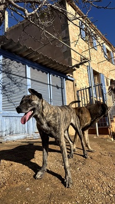 ESTRELLA V70, Mischling - Hündin