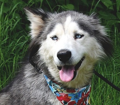 ETNA, Husky-Mischling - Hündin