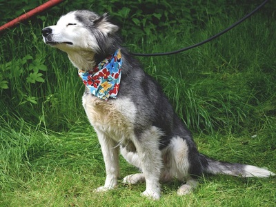 ETNA, Husky-Mischling - Hündin