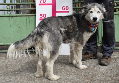 ETNA, Husky-Mischling - Hündin