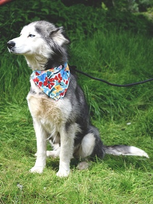 ETNA, Husky-Mischling - Hündin