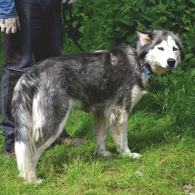 ETNA, Husky-Mischling - Hündin