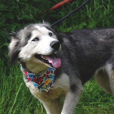 ETNA, Husky-Mischling - Hündin