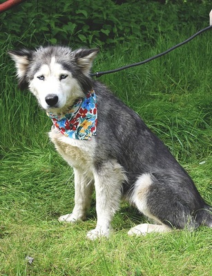 ETNA, Husky-Mischling - Hündin