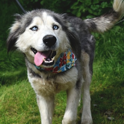 ETNA, Husky-Mischling - Hündin