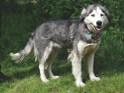 ETNA, Husky-Mischling - Hündin