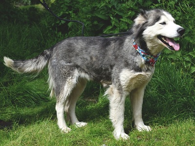 ETNA, Husky-Mischling - Hündin