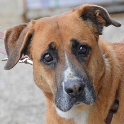 EUGENE - Ubeda, Mischling - kastriert - Hündin