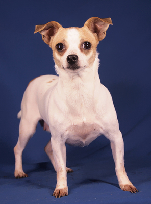 EVITA - R E S E R V I E R T !!!!! lieb und sensibel, anhänglich, verschmust, zunächst sehr ängstlich, Chihuahua - Hündin