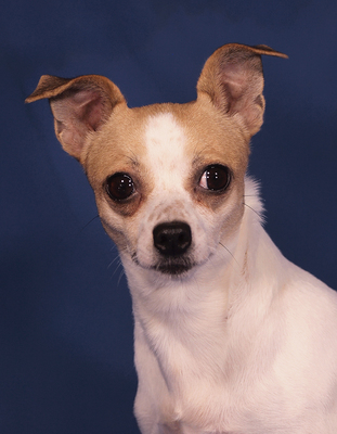 EVITA - lieb und sensibel, anhänglich, verschmust, zunächst sehr ängstlich, Chihuahua - Hündin