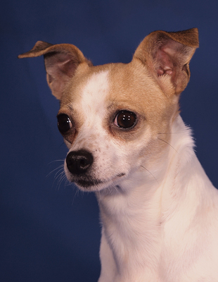 EVITA - lieb und sensibel, anhänglich, verschmust, zunächst sehr ängstlich, Chihuahua - Hündin