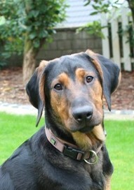 Easy, Mischling - Rüde