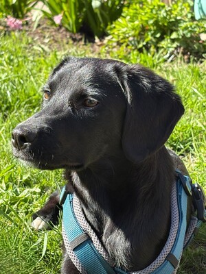 Ebony, mischling - Hündin