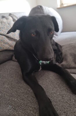 Ebony, mischling - Hündin