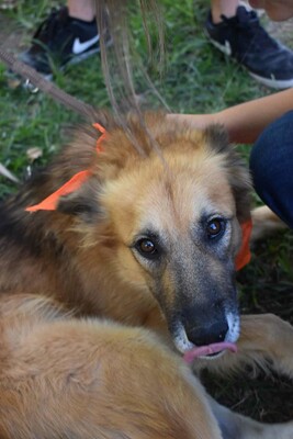 Ecran, Mischling - Rüde