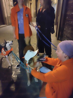 Ecran, Mischling - Rüde