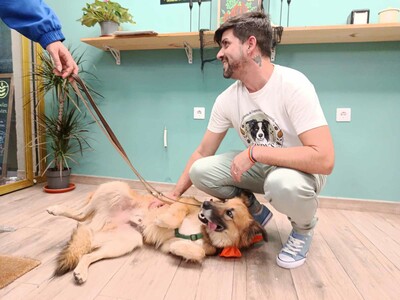 Ecran, Mischling - Rüde