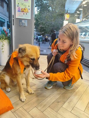 Ecran, Mischling - Rüde