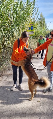 Ecran, Mischling - Rüde