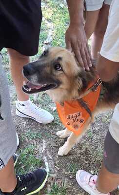 Ecran, Mischling - Rüde