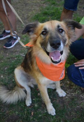 Ecran, Mischling - Rüde