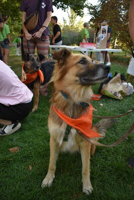 Ecran, Mischling - Rüde