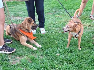 Ecran, Mischling - Rüde