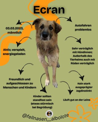 Ecran, Mischling - Rüde