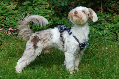 Eddi, Yorkshire Terrier-Shi Tzu-Mix - Rüde