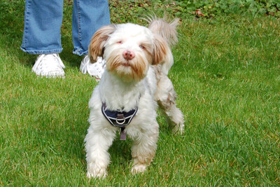 Eddi, Yorkshire Terrier-Shi Tzu-Mix - Rüde
