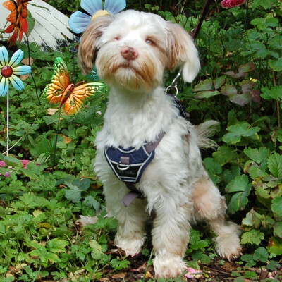 Eddi, Yorkshire Terrier-Shi Tzu-Mix - Rüde