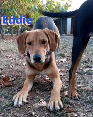 Eddie, Brandlbracke - Rüde