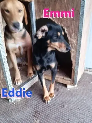 Eddie, Brandlbracke - Rüde