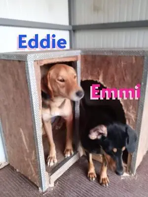 Eddie, Brandlbracke - Rüde