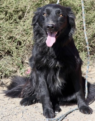 Eddie, Irish Setter - Mix - Rüde