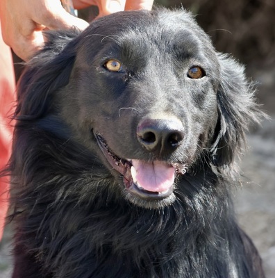 Eddie, Irish Setter - Mix - Rüde