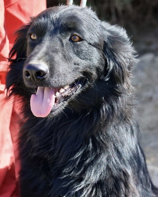 Eddie, Irish Setter - Mix - Rüde