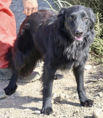 Eddie, Irish Setter - Mix - Rüde