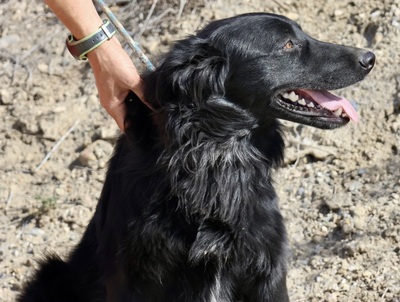 Eddie, Irish Setter - Mix - Rüde