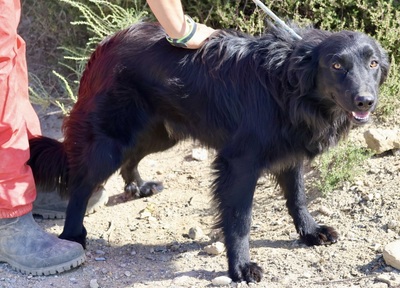 Eddie, Irish Setter - Mix - Rüde