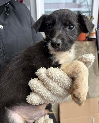 Eddie, Mischling Welpen - Rüde