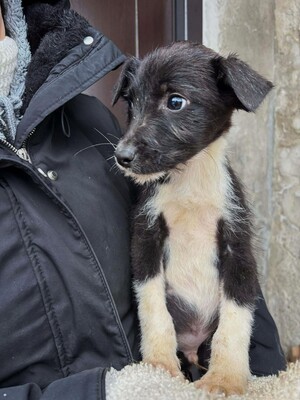 Eddie, Mischling Welpen - Rüde